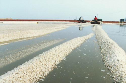salt harvested