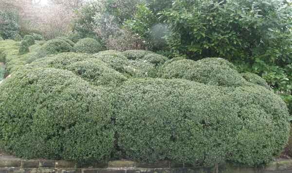 buxus