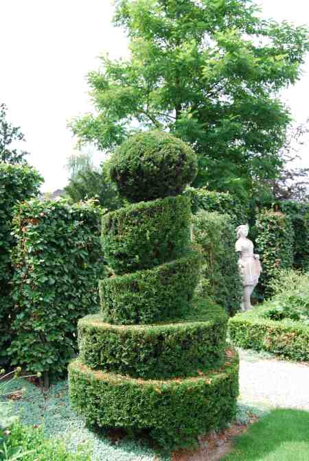 buxus