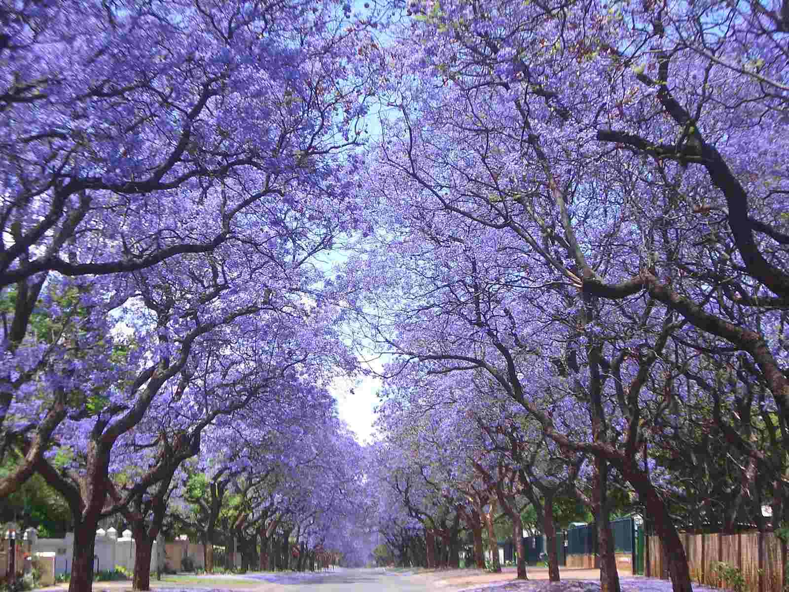 jacaranda tree