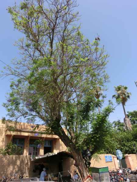 jacaranda tree