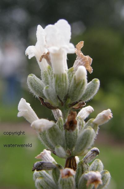 lavendela angustifolia alba