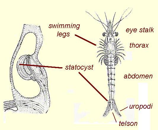 Mysis gracilis, anatomie