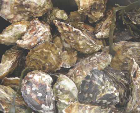 oester