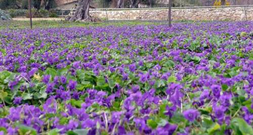 viola tricolor